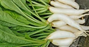 முள்ளங்கியை சாப்பிடுவதால் உடலுக்கு இவ்வளவு நன்மையா ?